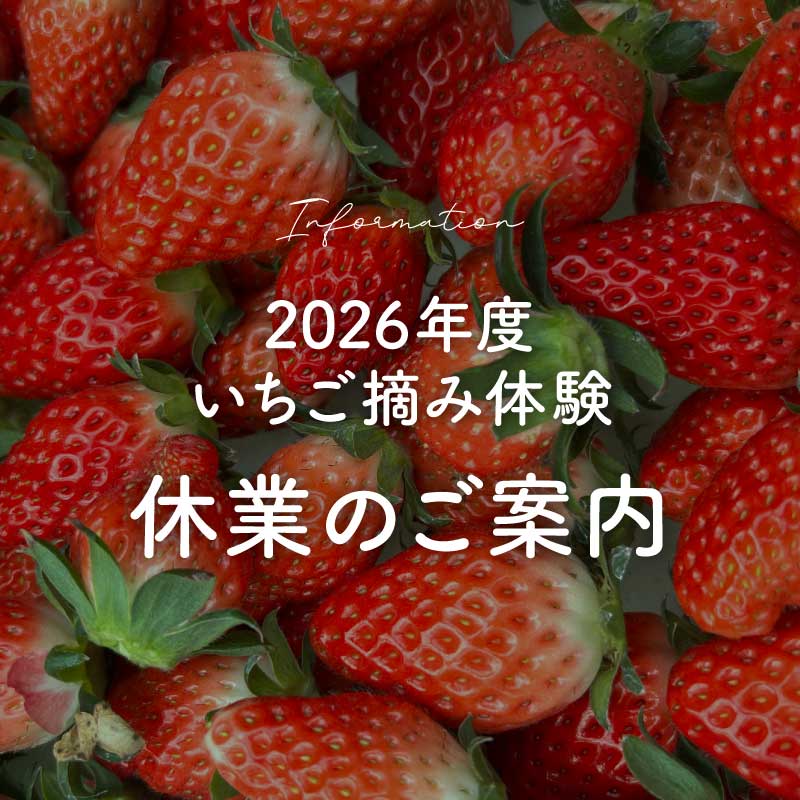 和歌山県紀の川市のいちご摘み(いちご狩り)が楽しめるKeeno,(キーノ)いちご園のニュース
